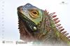 Picture of Ancient Animal Series 2 - 1:2 scale Iguana Collectible Statue